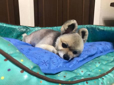 ひんやりワンちゃん ひんやりワンちゃんの写真