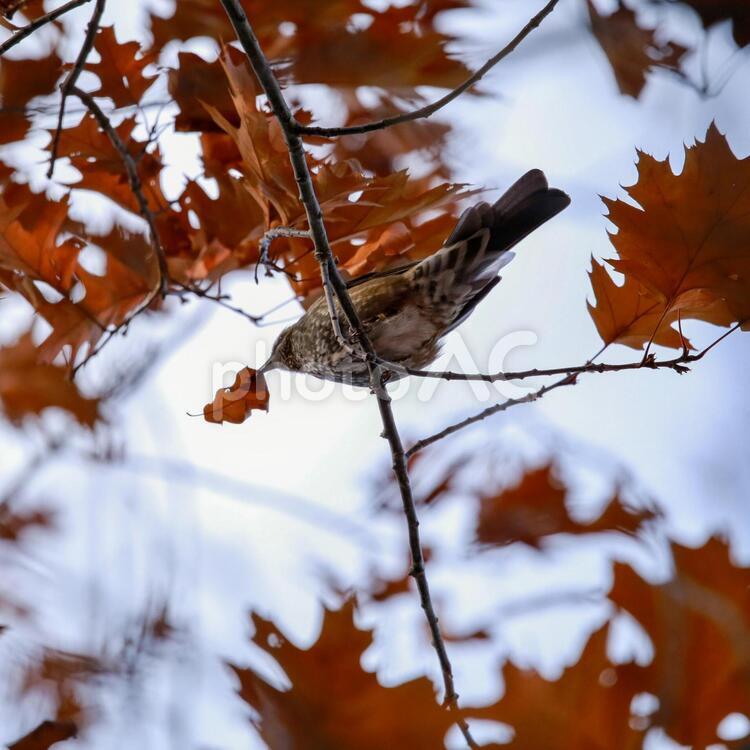 ヒヨドリと秋の木の葉 ヒヨドリ,木の葉,青空の写真素材