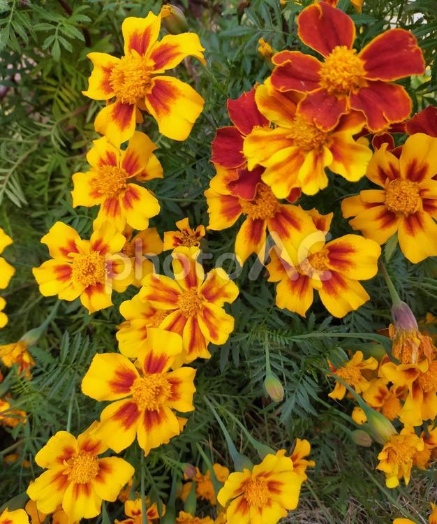 原種のマリーゴールド 花,マリーゴールド,原種の写真素材