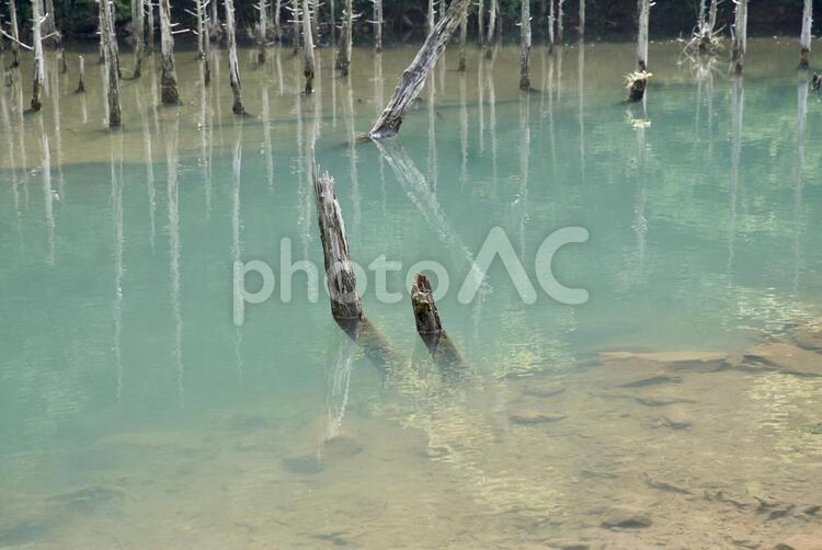 水に浮かぶ流木 木,水域,透明の写真素材