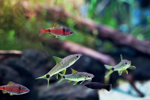 シルバーフライングフォックス シルバーフライングフォックス シルバーフライングフォックス,オデッサバルブ,水族館の写真素材