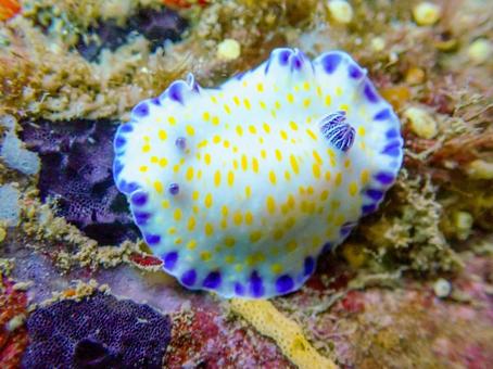 コモンウミウシ コモンウミウシの写真