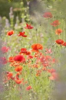 芥子の花 芥子の花の写真