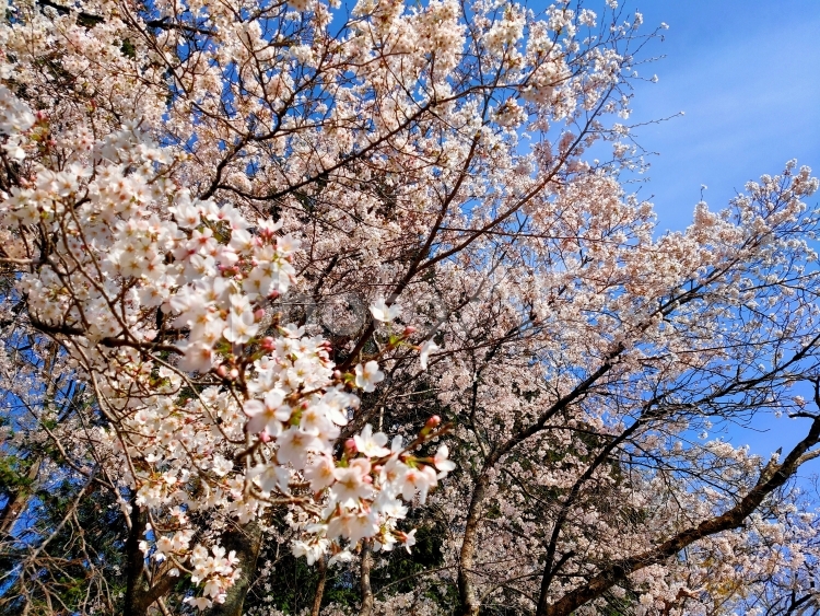 桜の木 桜,お花見,晴れの写真素材