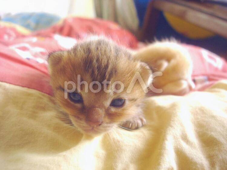 こっちを見る子猫 子猫,小さい,かわいいの写真素材