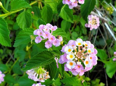 ランタナ ランタナ ランタナ,クマツヅラ科,花の写真素材