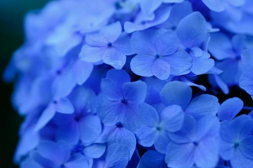 紫陽花 紫陽花の写真