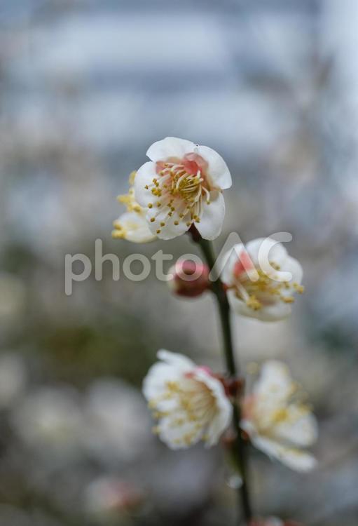 街中に咲く可愛い梅の花 風景,梅,花の写真素材