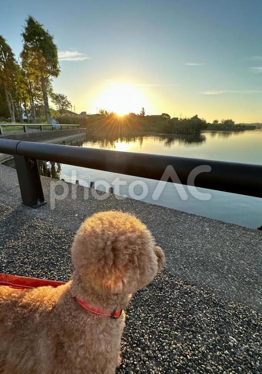 夕暮れ時のお散歩 犬,トイプードル,空の写真素材