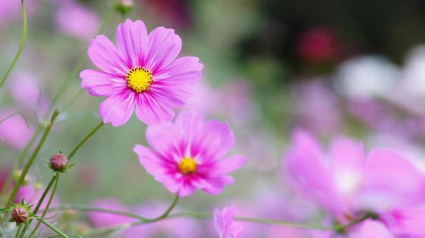 コスモス-232の写真