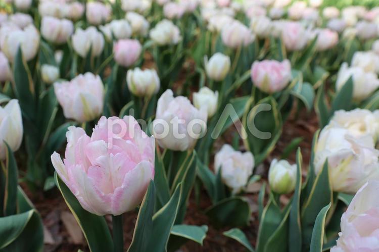 ひたち海浜公園　花　大自然 ひたちなか市,茨城県,ひたち海浜公園の写真素材
