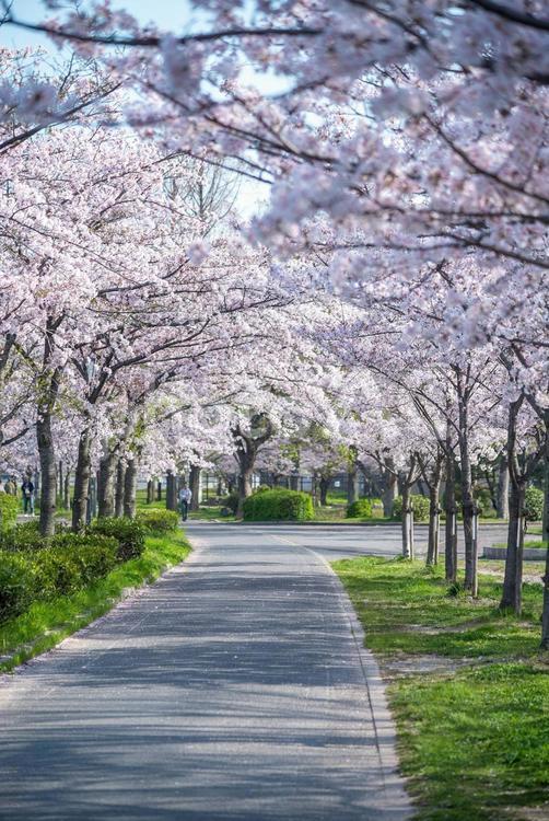 早朝の大川沿いの桜/01 桜,ソメイヨシノ,大阪の写真素材
