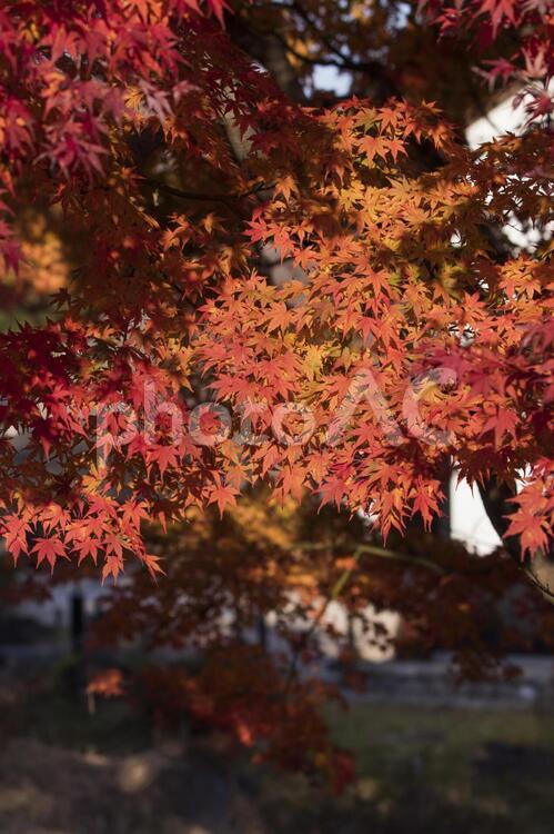 昭和記念公園の美しい紅葉 紅葉,秋色,楓の写真素材