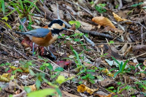 ヤマガラ(75) ヤマガラ(75)の写真