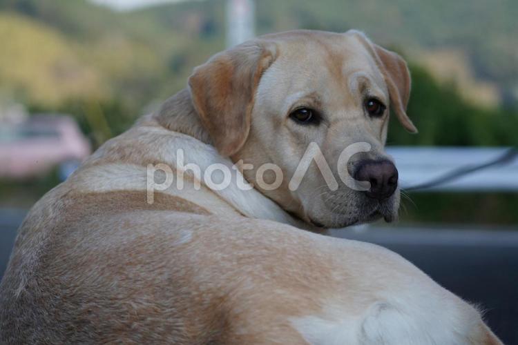 呼ばれて振り返る犬 犬,大型犬,ラブラドールの写真素材