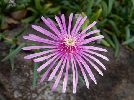 【花の写真】マツバギク(松葉菊) 【花の写真】マツバギク(松葉菊)の写真