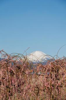 青空に映える満開の枝垂れ梅 青空に映える満開の枝垂れ梅の写真