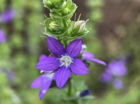 Photo, clasping venus, platycodon, flower, 