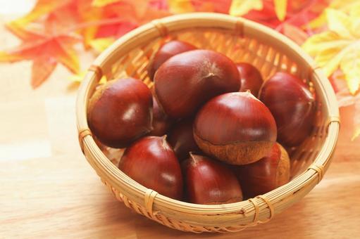 秋の味覚 かわいい栗の実がいっぱいです 秋の味覚 かわいい栗の実がいっぱいです クリ,栗,秋の実の写真素材