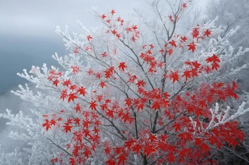 白枝に残る紅葉 白枝に残る紅葉の写真