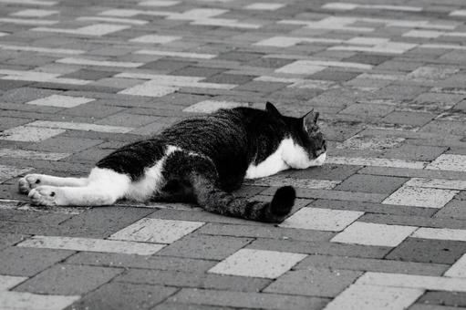 ねこ ねこの写真