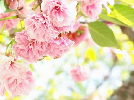 八重桜 春の風景 八重桜 春の風景の写真