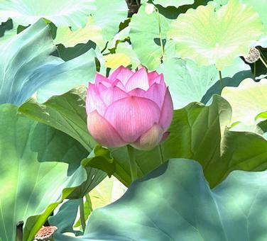 上野公園に咲く蓮の花 上野,上野恩賜公園,上野公園の写真素材