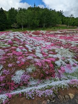 北海道ニセコの芝桜 芝桜,桜,北海道の写真素材