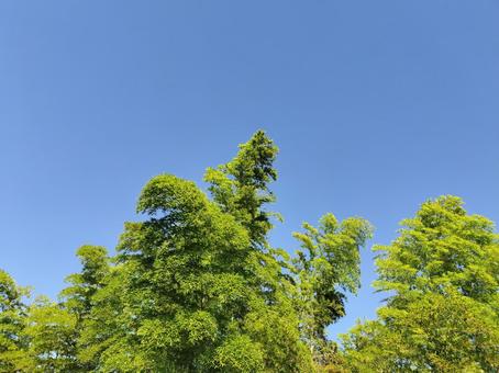 青空背景の竹林 青空背景の竹林の写真