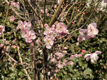 Plum blossoms, JPG