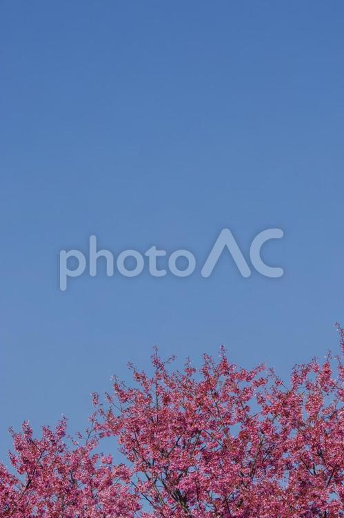 東京港区南青山2丁目の青空と満開の桜 散歩道,自然,散歩の写真素材