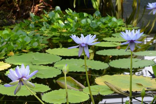 蓮の花♪ 蓮の花♪の写真