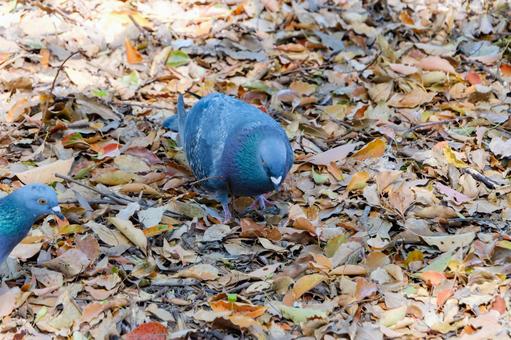 落ち葉の中を歩くハト 落ち葉の中を歩くハト ハト,鳥,グレーの写真素材