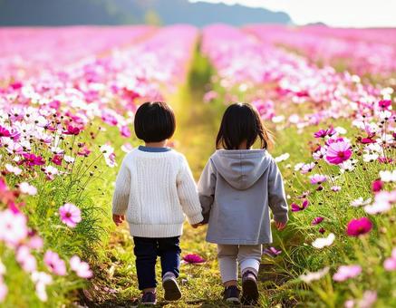 コスモス畑を歩く兄妹の後ろ姿の写真