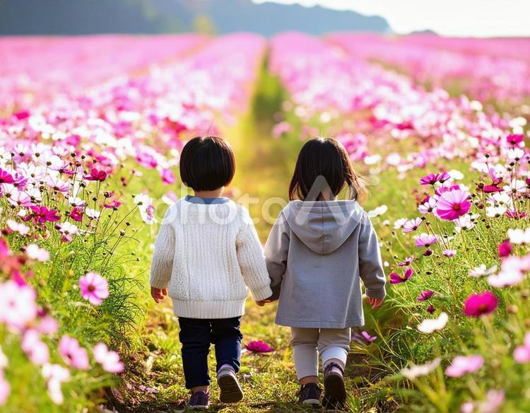 コスモス畑を歩く兄妹の後ろ姿 子供,兄妹,後ろ姿の写真素材