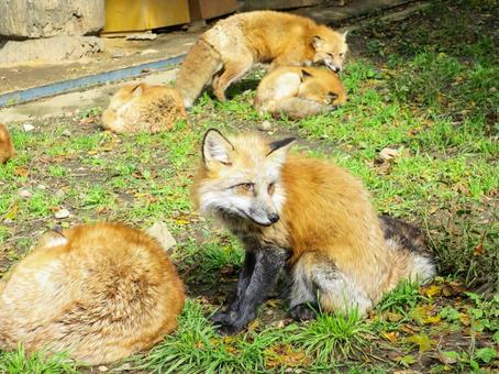 宮城蔵王キツネ村 蔵王キツネ村,キツネ村,狐の写真素材
