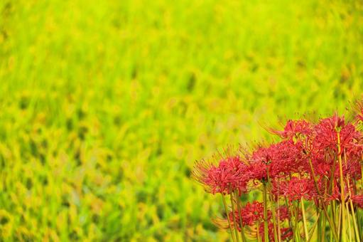 実りの秋に咲く彼岸花-2 実りの秋に咲く彼岸花-2の写真