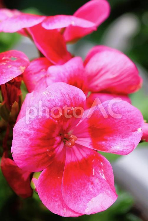 ５月上旬の庭のベゴニアの花 ベゴニア,花,ピンクの写真素材