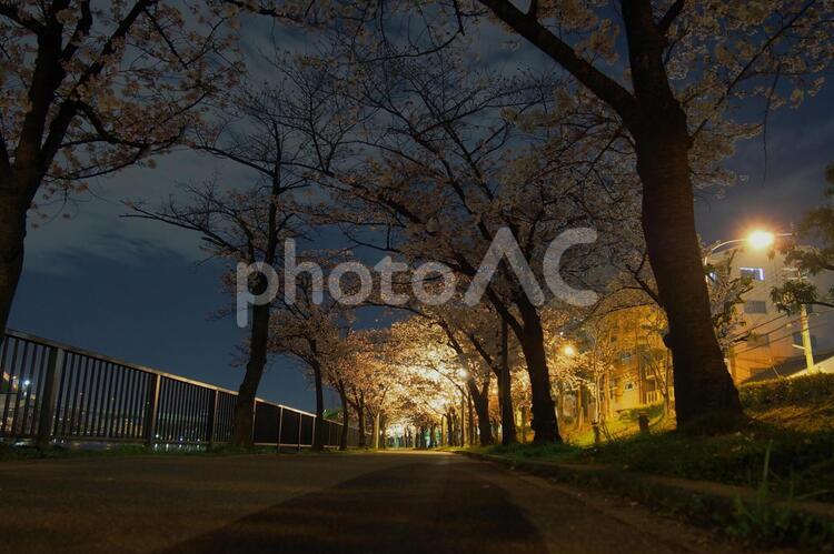 桜ノ宮の桜のトンネル　 桜,夜桜,桜のトンネルの写真素材