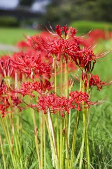 彼岸花 彼岸花 彼岸花,ヒガンバナ,花の写真素材