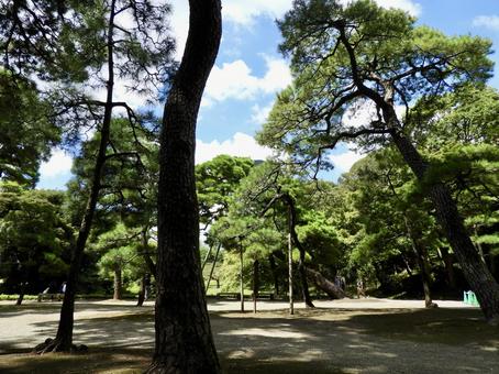特別名勝小石川後楽園の松林 小石川後楽園,後楽園,松林の写真素材