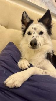 真顔な犬 犬,ボーダーコリー,牧羊犬の写真素材