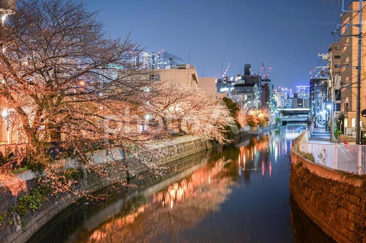 帷子川の夜桜と横浜の街並み 帷子川,夜桜,桜の写真素材