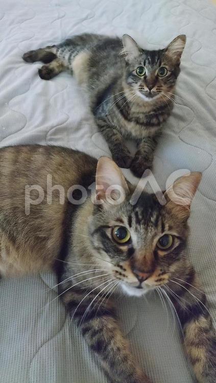 きょうだい猫 猫,ペット,きょうだいの写真素材