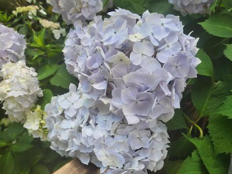 あじさいの写真