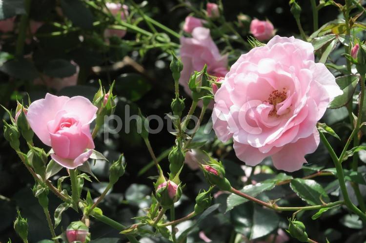 ピンクの薔薇と蕾 薔薇,ばら,バラの写真素材