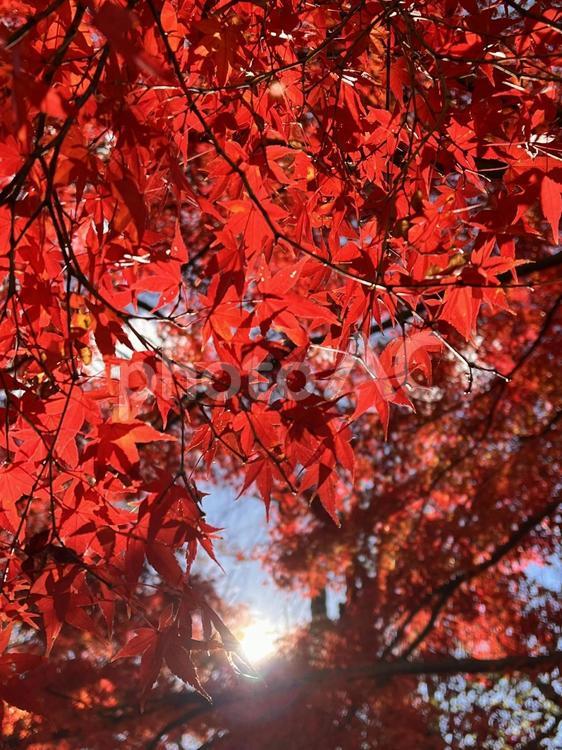紅葉　木漏れ日 赤い,赤,秋の写真素材