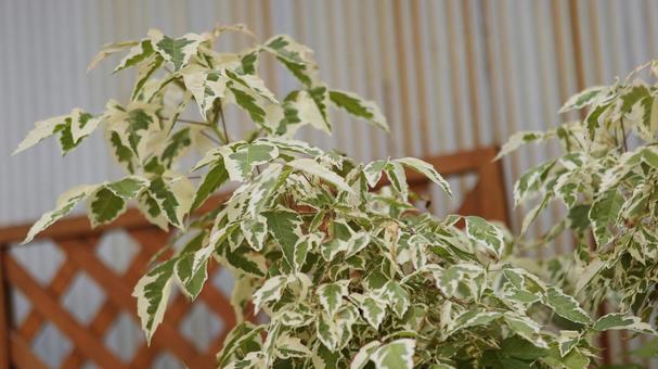 【植物の】ネグンドカエデ 【植物の】ネグンドカエデの写真
