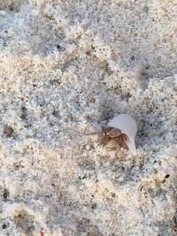 ヤドカリ ヤドカリの写真
