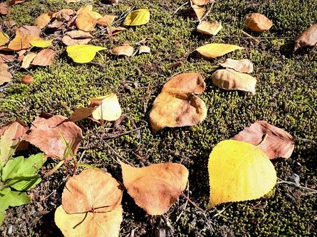 白樺の落ち葉 02 落ち葉,黄葉,白樺の写真素材